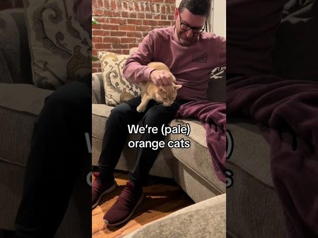 Orange cat behaviors! #pets #cats