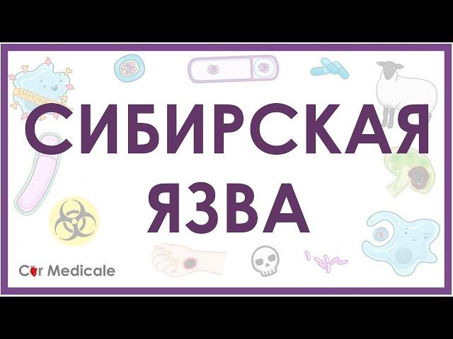 Сибирская язва: микробиология возбудителя, формы, проявления, патогенез, принцип лечения - кратко