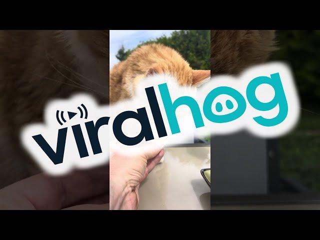 Curious Cat Eats a Melon || ViralHog