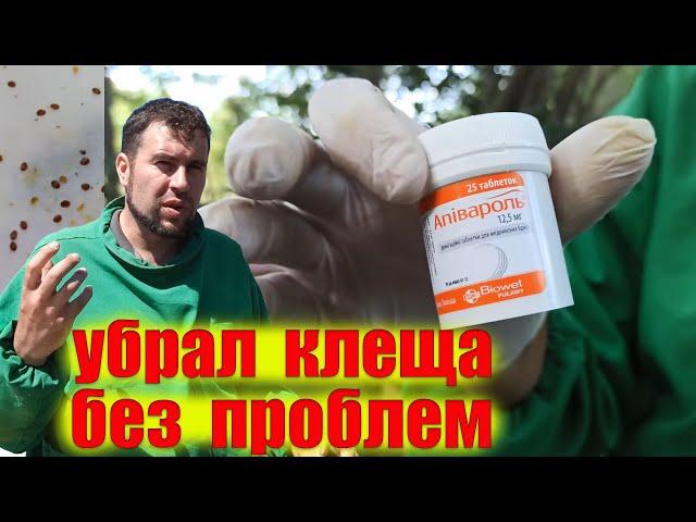 Обработка пчёл от клеща варроа 100% осыпался. Лечение пчел от клеща. Дымящие таблетки Апивароль