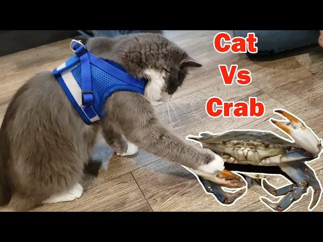 Cat VS Crab | Hilarious CRAB VS CAT FIGHT