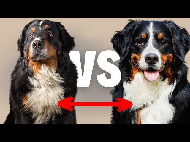 Male Bernese Mountain Dog VS Female Bernese Mountain Dog