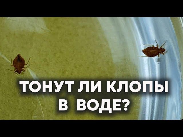 Погибают ли КЛОПЫ В ВОДЕ?