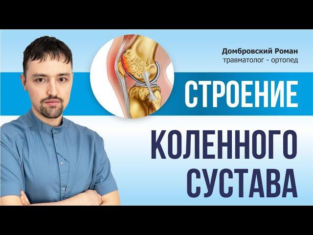 КОЛЕННЫЙ СУСТАВ. СТРОЕНИЕ.