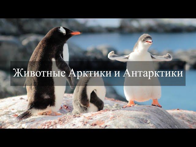 Арктика для детей | Животные полярных полюсов | Развивающее видео