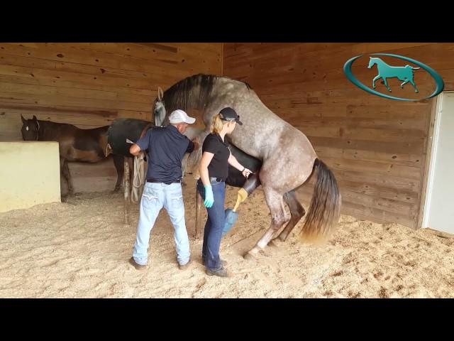 Horse Semen Collection - Artificial Insemination of Mare