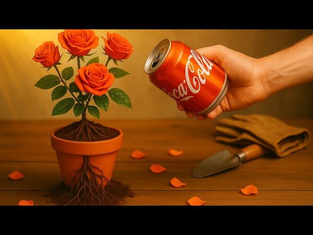 Just Coca! Red Roses Suddenly Grow 300% More Roots and Buds in Just 1 Night