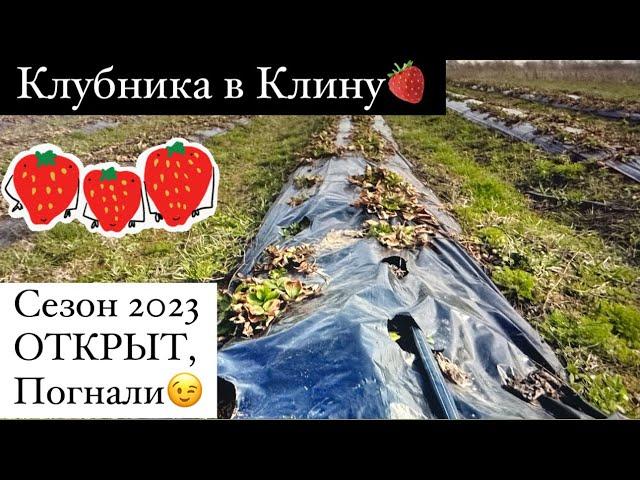 КЛУБНИКА  В КЛИНУ.  13.04.2023г.Сезон открыли. Начинаем двигаться на полях Подмосковья.