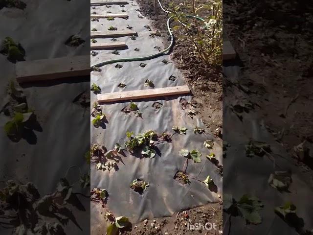 Пересадка клубники под агроволокно #сад