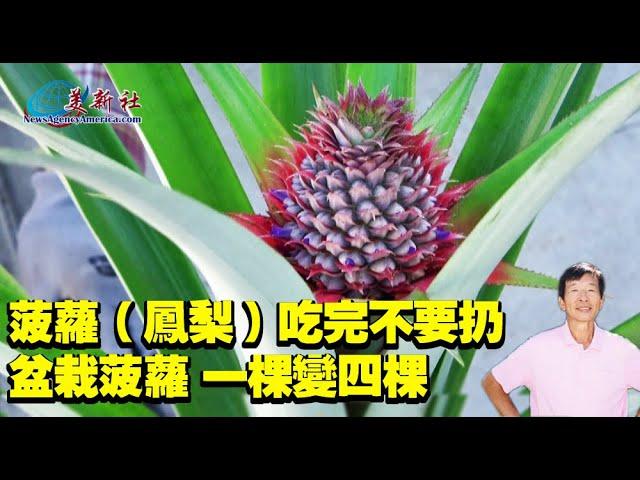 Don't throw pineapples after eating, how to plant pineapples in pots, one tree becomes four.