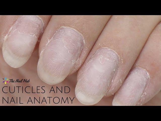 Cuticles & Nail Anatomy