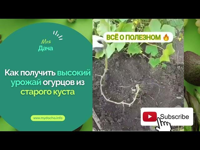 Как получить высокий урожай огурцов из старого куста