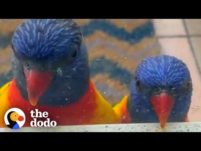 Rainbow Lorikeet Couple Get Jealous When Birds Visit Their Favorite Lady | The Dodo Wild Hearts