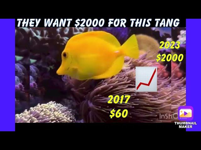 Why The Yellow Tang Is So Expensive