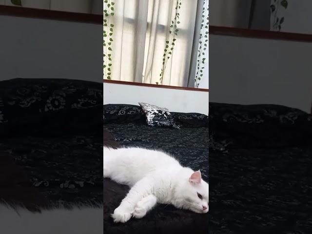 #Armani #cat #cute#viral #Naila's vlogs