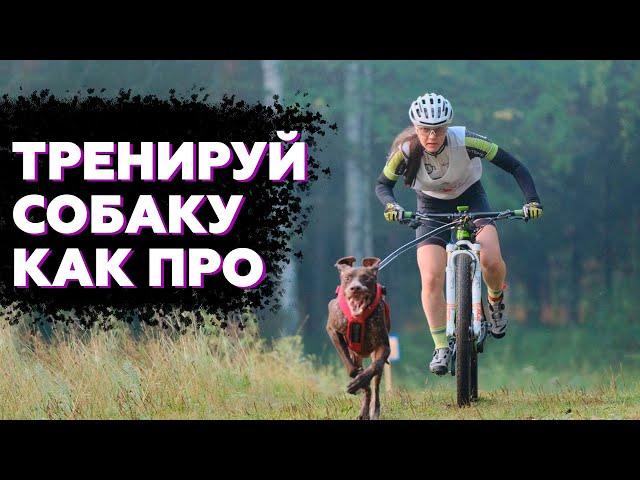 КАК ТРЕНИРОВАТЬ СОБАКУ | ВСЕ ВИДЫ ТРЕНИРОВОК В ЕЗДОВОМ СПОРТЕ