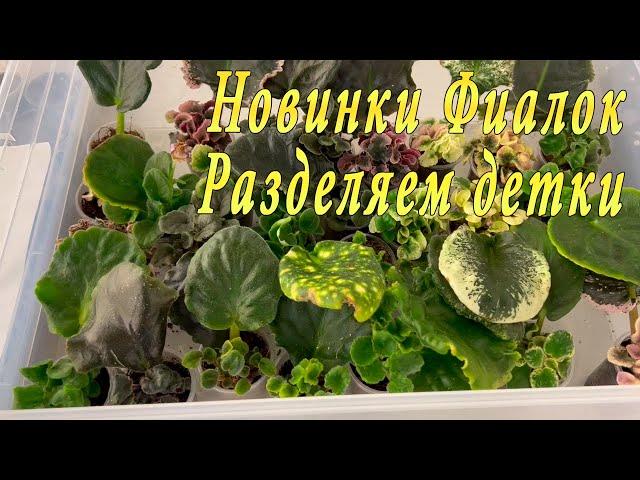 Новинки фиалок. Разделяем детки