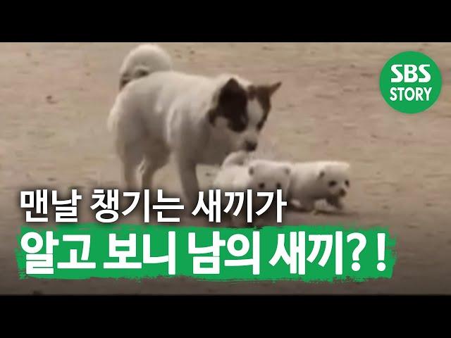 A dog 'Wangseobang' that takes care of other dog's babies. Animal Farm| SBS Story