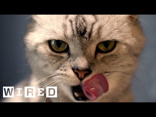 Cat Expert Explains Why Some Cats Eat Human Corpses | WIRED