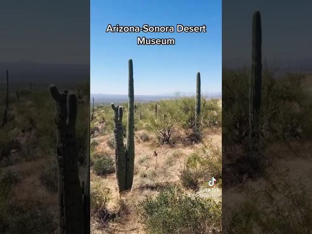 Visiting the Arizona-Sonora Desert Museum.