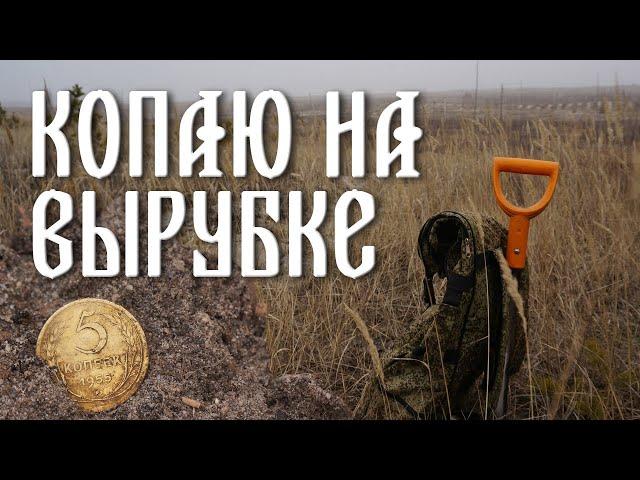 Копаю на вырубке. Первые находки сезона.