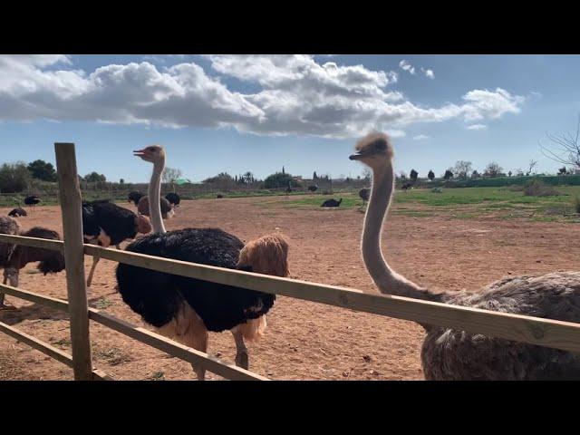 Страусиная ферма на Майорке: Artestruz. Ostrich Farm in Mallorca.