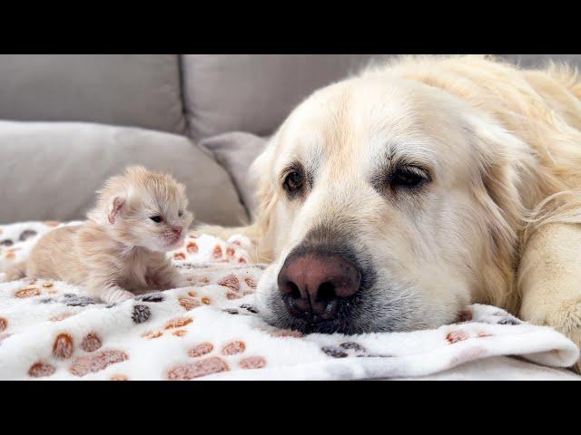 Newborn Kitten opens its eyes for the First Time and sees a Golden Retriever!