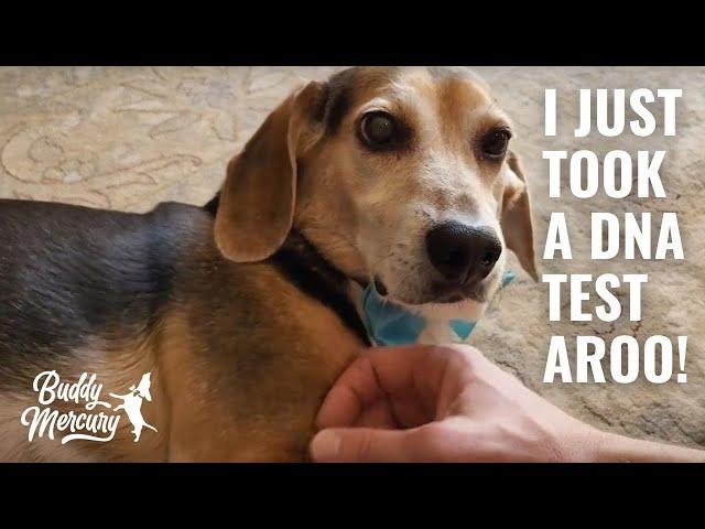 Buddy Mercury Takes a DNA Test AROO!