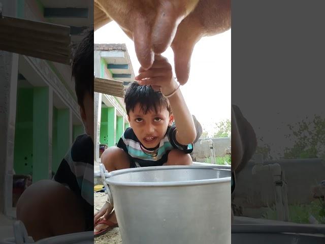 choti choti gaiya rtfh #love #song #funny