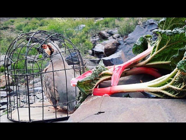 Кабки Шикори Хониши Кабки Маст дар Куҳ Keklik sesi Kabk Partridge Chukar که و