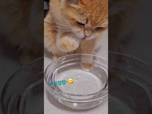 큐리는찍먹,집사는맥주챱 #cat #고양이#고양이브이로그 #반려묘 #브리티쉬숏헤어 #맥주#애주가#shorts