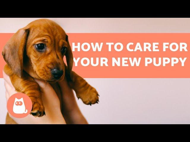 How to TAKE CARE of a PUPPY  Complete Guide to Puppy Care