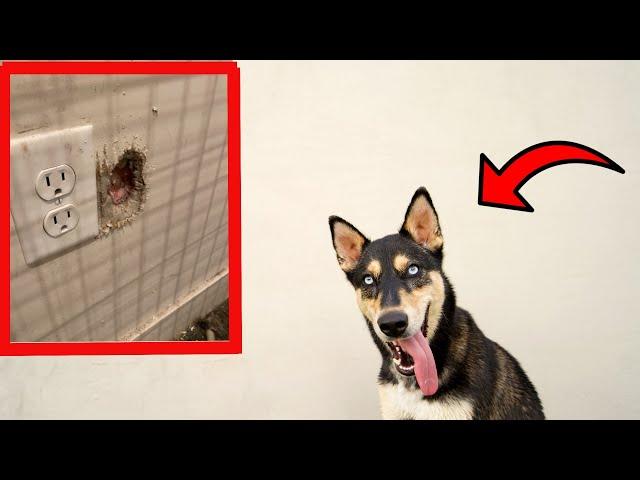 TOP REASON NOT TO OWN A GERMAN SHEPHERD HUSKY(SHEPSKY)