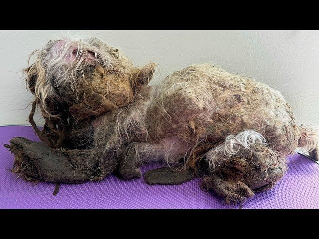 This DOG Was ABANDONED in HORRIBLE CONDITION and he wasn't alone! Their recovery was TOUGH!