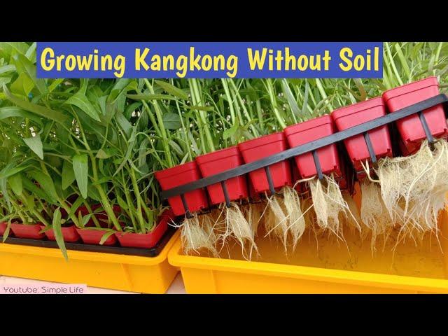 Menanam Kangkung tanpa menggunakan Tanah | Growing Kangkong Without Soil