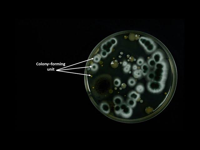 How to calculate Colony Forming Units (CFU)