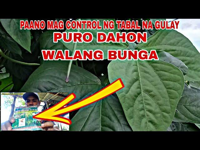 PAANO MAG CONTROL NG DAHON (TABAL) PURO DAHON WALANG BUNGA ITO ANG SULUSYON!!