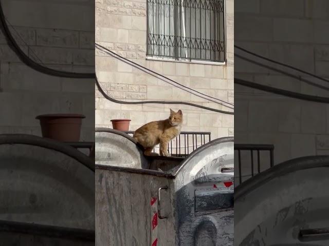 Amman: The boulevard and a cat #amman #animals #animalshorts