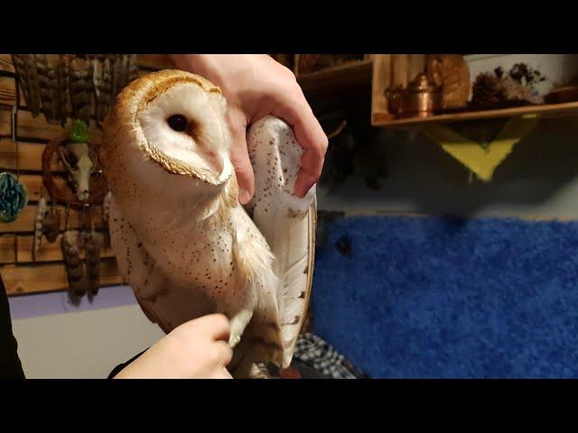 Fun facts about barn owls. Unusual owls. An owl showing its tongue.