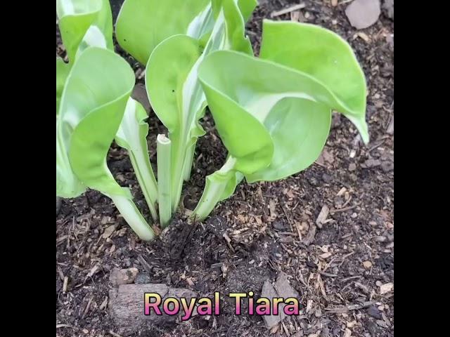 Хоста Роял Тиара ( Hosta Royal Tiara )Хосты в саду 2020 . Hosta garden tour 2020