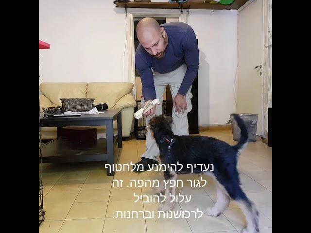 איך ללמד גור לא להרוס את הבית - אייל תוינה