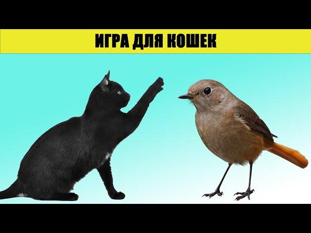 ВИДЕО ИГРЫ ДЛЯ КОШЕК, КОТОВ! 4 ВЫПУСК | ПТИЧКА / ПТИЦА