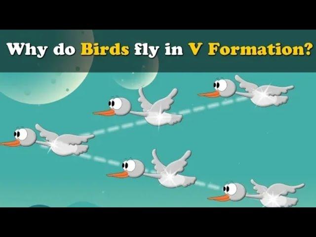Why do birds fly in V shape?