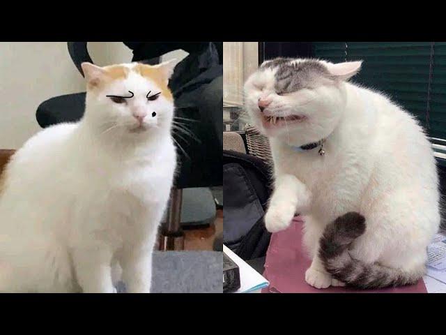 New Cats Videos 2024  Funny Cat Videos - Just Cats #1