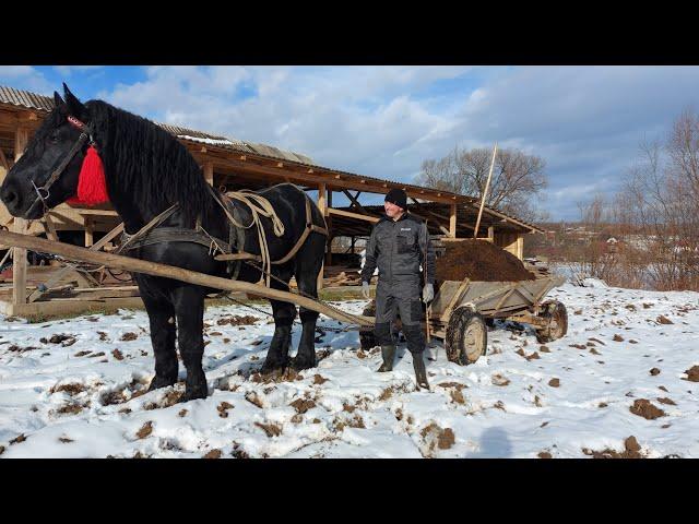 PERCHERONФараон возить підживу для землі.