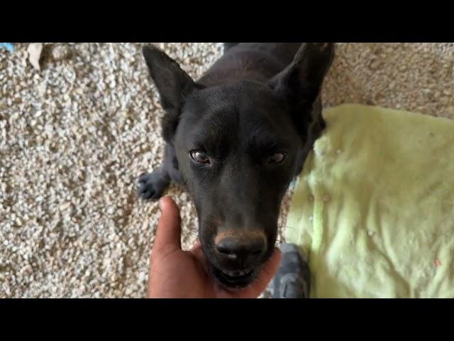 Bear Has Become so Much Stronger! Look at Him  - Takis Shelter