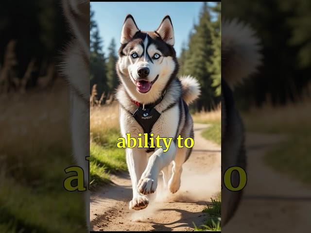 Unknown Facts "Husky" #animals #dog #doglover #animalfacts #wildlifefacts #nature #facts