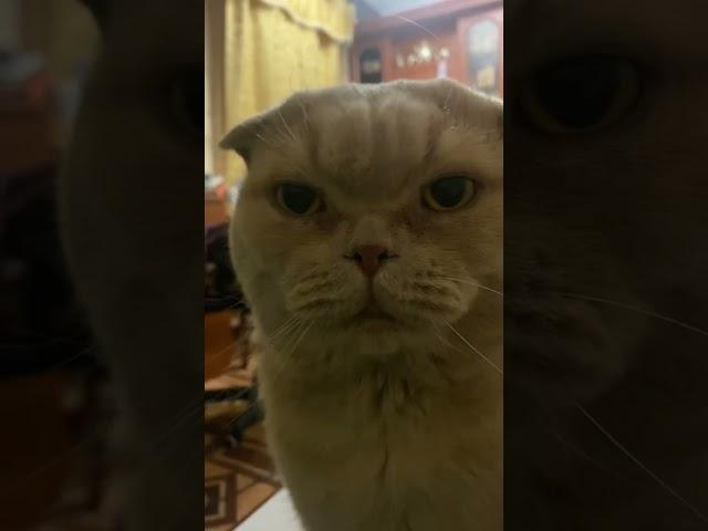 Patrick vs. @scooterofficial #кот #музыка #тренды #домашниеживотные #коты #рекомендации #котики