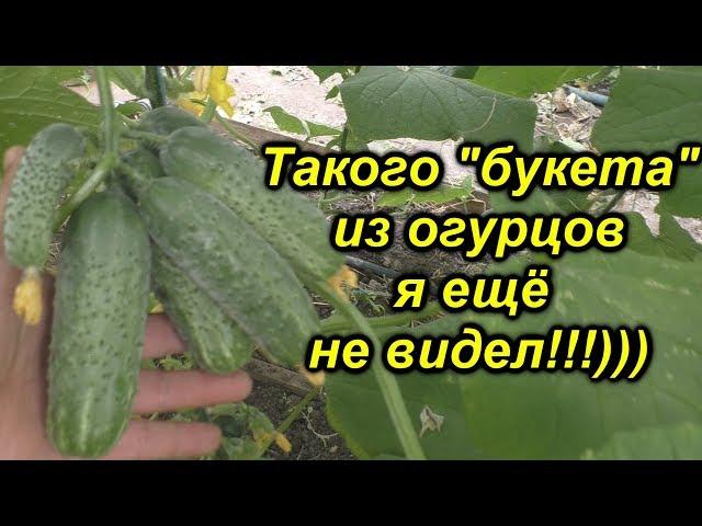 Эти огурцы действительно ОЧЕНЬ урожайные!!!