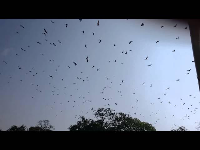 Bats flying